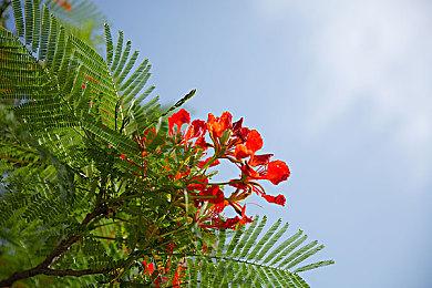 中式民俗微恐独立游戏《落花洞女》PV 试玩Demo现已上线